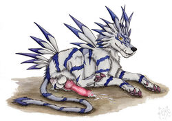 2020 after_sex animal_genitalia animal_penis anus ass balls black_nose blue_body blue_fur bodily_fluids canid canine canine_penis chest_tuft claws cum cum_in_ass cum_inside cum_leaking cum_on_ground cum_on_penis digimon digimon_(species) digitigrade erection feral finger_claws fur garurumon genital_fluids genitals grey_body grey_fur knot kola_(artist) long_tail looking_at_viewer lying male male_only mammal on_front painting_(artwork) pawpads penis pink_claws pink_pawpads presenting presenting_penis quadruped sharp_teeth simple_background solo tail_tuft teeth toe_claws traditional_media_(artwork) tuft watercolor_(artwork) white_background yellow_eyes