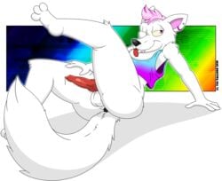 animal_genitalia animal_penis anthro anus balls canid canine canine_penis cheeky clcoon fox fur genitals hair hi_res legs_up male male_only mammal penis pink_hair presenting rainbow red_penis simple_background solo tongue tongue_out white_body white_fur