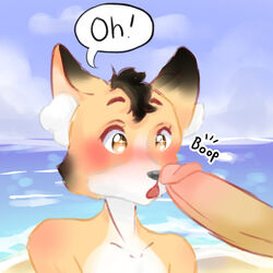 anthro beach big_penis blush boop canid canine dan_the_rabbit fox genitals male mammal miles_the_fox penis public seaside solo unknown_species