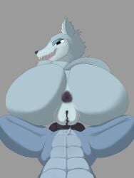 abs absurd_res anthro anus ass balls big_butt canid canine canis duo female genitals green_eyes grey_body hi_res huge_butt imminent_sex intraspecies koriak_(thelordjoshua) looking_at_viewer looking_back male male/female mammal muscular muscular_anthro muscular_male muscular_thighs presenting presenting_anus presenting_vulva pressed_against_butt pussy_on_penis seductive sitting_on_another sitting_on_leg tail thelordjoshua1 volk_(thelordjoshua) vulva wolf