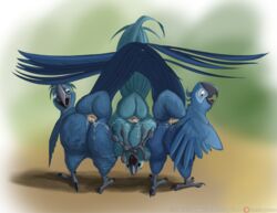 2018 after_sex animal_genitalia ass avian beak bird blu_(rio) blue_body blue_feathers blue_macaw blue_sky_studios bodily_fluids cloaca cum cum_in_cloaca cum_inside cum_on_butt feathered_wings feathers female feral feral_on_feral genital_fluids genitals group jewel_(rio) macaw male moisteaglevent neotropical_parrot nude parrot rio_(series) rio_2 roberto_(rio) straight tail_feathers true_parrot wings