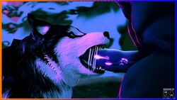 16:9 3d ambiguous_form ambiguous_gender ambiguous_penetrated ambiguous_species animated anthro anthro_on_feral anthro_penetrating anthro_penetrating_feral balls bestiality canid canine canis domestic_dog duo erection fellatio fellatio_from_feral feral feral_penetrated fur genitals hi_res high_framerate husky male male/ambiguous male_penetrating male_penetrating_ambiguous mammal no_sound nordic_sled_dog nude open_mouth oral penetration penile penis rookieanimator210 sex short_playtime solo_focus spitz toothy_fellatio video video_games widescreen