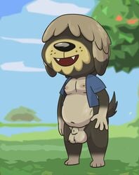 alternate_version_available animal_crossing animal_genitalia anthro balls bottomless canid canine canis casual_nudity clothed clothing crushpepper domestic_dog fur genitals grey_body grey_fur hair_over_eyes herding_dog hi_res ineffective_clothing male mammal nintendo nipples outside pastoral_dog sheepdog shep_(animal_crossing) solo topwear vest video_games