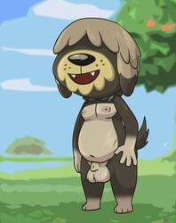 alternate_version_available animal_crossing animal_genitalia anthro balls bottomless canid canine canis casual_nudity clothed clothing crushpepper domestic_dog fur genitals grey_body grey_fur hair_over_eyes herding_dog hi_res ineffective_clothing male mammal nintendo nipples outside pastoral_dog sheepdog shep_(animal_crossing) solo topwear vest video_games