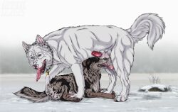2025 animal_genitalia ball_lick balls black_body black_fur bodily_fluids brown_eyes canid canine chains cum cumshot dated duo ejaculation erection fangs feral feral_on_feral fur genital_fluids genitals green_eyes grey_body grey_fur hi_res knot_in_sheath kodaac licking lock lying male male/male male_feral mammal narrowed_eyes on_front open_mouth oral penis penis_tip red_penis rock sex sheath size_difference teeth tongue tongue_out whiskers white_body white_fur