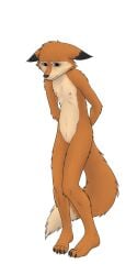 1:2 4_toes alpha_channel anthro biped blush body_blush canid canine claws countershade_face countershade_torso countershading darma_(rock_dog) dawnlux digital_media_(artwork) dipstick_ears dipstick_tail ear_markings embarrassed feet female flat_chested fox fur genitals hi_res looking_at_viewer mammal markings multicolored_body multicolored_ears multicolored_fur multicolored_tail nipples orange_body orange_fur plantigrade pussy pussy_blush rock_dog shy solo standing tail tail_markings toe_claws toes tomboy