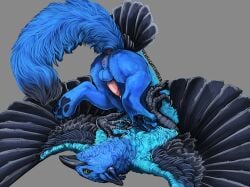 anus ass ass_up avian balls beak black_beak black_body black_feathers black_pawpads blue_balls blue_body blue_feathers blue_fur cuntboy feathers feral feral_only full-package_cuntboy fur genitals green_eyes gryphon herm hermaphrodite intersex maleherm multi_genitalia mythological_avian mythological_creature mythology pawpads penis pink_anus pink_penis pink_pussy pussy solo venlightchaser