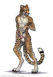 absurd_res anatomically_correct anatomically_correct_genitalia anatomically_correct_penis animal_genitalia animal_penis anthro bodily_fluids cheetah claws digitigrade erection felid feline feline_penis front_view fur genital_fluids genitals heatherwolf hi_res male male_only mammal nude paws penile_spines penis precum precum_drip precum_string simple_background solo spots spotted_body spotted_fur text url white_background