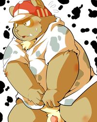 4:5 animal_print anthro balls blush bodily_fluids canid canine clothing cow_print flaccid genitals hat headgear headwear kemono male male_only mammal overweight overweight_anthro overweight_male penis raccoon_dog shame shy sigenoya solo takotyutyu tanuki teeth