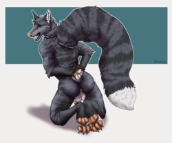 absurd_res anthro backsack balls blacktailwolf bondage bound canid canine collar domestic_cat faxby felid feline felis fox genitals hands_tied hi_res leaking male male_only mammal paws rope solo submissive tabby_cat zax