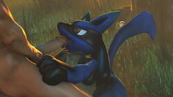 3d ambiguous_gender animated anthro blowjob blue_fur canine day detailed_background faceless_male feline_eyes fellatio grabbing_penis human human_on_anthro humanoid_penis kneeling lucario male/ambiguous nature_background nintendo oral penis pokemon pokemon_(species) pokephilia sound tagme tail tongue tongue_out video