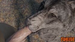 3d animal animated bestiality big_penis blowjob canine fellatio fellatio_from_feral female_feral feral feral_on_human feral_on_male feral_penetrated furjoe genitals hand_on_head human human_on_feral human_penetrating light-skinned_male male_human/female_feral male_on_feral mammal no_sound oral oral_penetration penetration penis penis_in_mouth sex submissive_feral tagme tongue tongue_out tongue_out_blowjob video wolf zoophilia