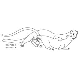 1997 1:1 anal animal_genitalia balls black_and_white dominant duo feral fur genitals interspecies larger_dom male male/male mammal monochrome murid murine mustelid musteline open_mouth raised_tail rat rodent sheath simple_background size_difference tail true_musteline urbanhermit weasel white_background