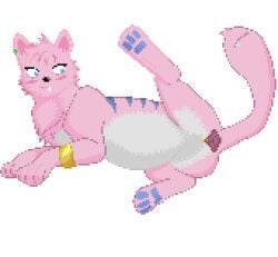 animal_genitalia animal_pussy animal_vulva animated bell belly black_nose bloated blue_eyes blue_pawpads blue_stripes blush bore breathing canine_genitalia canine_pussy canine_vulva chest_tuft chimera cougar ear_piercing ear_stud felid feline female feral genitals gold_cuff hair looking_back low_res lying mammal on_side pawpads piercing pink_hair pointy_ears presenting presenting_belly presenting_pussy presenting_vulva pussy snaggle_tooth spread_legs spreading stripes tail tail_mouth tuft unusual_anatomy unusual_tail vorochi vulva white_belly