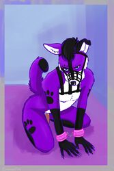 anthro bdsm_gear bondage bondage bondage_gear bound canid canine canis cuffs_(clothing) domestic_dog elkhound erganyfox gear harness hi_res kneeling male mammal muzzle_(object) muzzled pawalo pink_cuffs solo spitz submissive submissive_anthro submissive_male