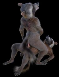 2boys 3d anthro clone disney duo fur gay genitals guardians_of_the_galaxy hi_res male male/male male_only mammal marvel nude penis procyonid rocket_raccoon rockyrcoon yaoi