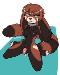 1futa 2020 4:5 4_toes ailurid anthro balls brown_hair collar fur futanari genitals gynomorph hair hybrid intersex lagomorph leporid mammal multicolored_body multicolored_fur penis rabbit red_panda solo solo_futa toes two_tone_body two_tone_fur unimpressive