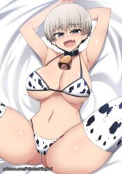 1girls blue_eyes blush choker cow_bikini cow_print cowbell female female_only hinghoi huge_breasts large_breasts looking_at_viewer mookini navel panties silver_hair skin_fang solo tagme thick_thighs uzaki-chan_wa_asobitai! uzaki_hana