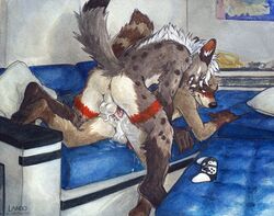 2boys 5_fingers absurd_res anal anal_sex anthro anthro_on_anthro anthro_penetrated anthro_penetrating anthro_penetrating_anthro anus ass backsack balls bite black_nose blush bodily_fluids controller crabbyraccoon cum cum_in_ass cum_inside duo erection fingers fur game_controller gay genital_fluids genitals gloves_(marking) hi_res hyaenid leg_markings male male/male male_only male_penetrated male_penetrating male_penetrating_male mammal markings multicolored_body multicolored_fur nude penetration penis procyonid raccoon ringtail sex sicklyhypnos socks_(marking) spots spotted_body spotted_fur spotted_hyena teeth yaoi