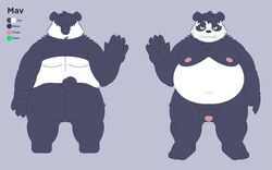 2020 anthro ass balls belly black_body black_fur cute_fangs english_text flaccid fur genitals giant_panda green_eyes hi_res humanoid_hands male mammal model_sheet moobs neetgabu nipples overweight overweight_anthro overweight_male penis solo text ursid white_body white_fur