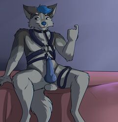 anthro balls bed canid canine canis collar domestic_dog el-gallo erection furniture genitals harness hi_res husky jjthehusky leather_daddy looking_at_viewer male male_only mammal nordic_sled_dog nude penis solo spitz