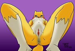 2020 anthro anus areola ass breasts canid canine clitoris digimon digimon_(species) digital_media_(artwork) erect_nipples female first_person_view fox fur genitals looking_at_viewer looking_down low-angle_view mammal nipples presenting presenting_anus presenting_pussy pussy renamon solo teot thick_thighs worm's-eye_view yellow_body yellow_fur