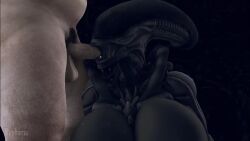 1boy 1girls 3d alien alien_(franchise) alien_girl animated athletic_female belly_button big_breasts blowjob fellatio female_xenomorph huge_breasts human human_on_alien human_on_humanoid human_penetrating light-skinned_male male/female monster_girl no_sound oral rayhuma tagme video