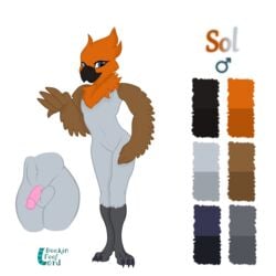 1boy absurd_res anthro avian balls bird dookin feathers fluffy_balls genitals hi_res male male_only model_sheet oscine passerine penis robin_(bird) sol solo winged_arms wings