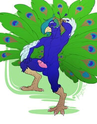 2020 absurd_res anthro arta_aere avian balls big_tail bird brolaren digitigrade galliform genitals hair hi_res male male_focus male_only multicolored_hair original original_character peafowl penis phasianid solo