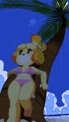 animal_crossing anthro beach bikini breasts canid canine canis chilling clothing cloud feet female fur furry furry_only hi_res hoshime isabelle_(animal_crossing) nintendo palm_tree panties pink_panties sea solo sunset topwear