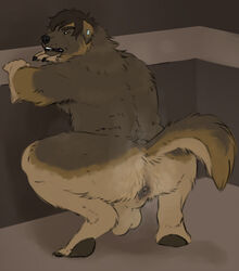 anthro anus ass balls brown_body brown_fur brown_hair canid canine canis crouching digitigrade domestic_dog ear_piercing fur genitals hair hi_res leonberger looking_at_viewer looking_back looking_back_at_viewer male male_only mammal molosser mountain_dog multicolored_body multicolored_fur musk pawpads piercing presenting presenting_anus presenting_hindquarters raised_tail sepulte solo tan_body tan_fur