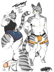 3:4 absurd_res anthro ass big_butt briefs clothed clothing domestic_cat felid feline felis fur genitals grey_body grey_fur hi_res hodalryong jockstrap male male_only mammal model_sheet nipples penis pubes solo thick_thighs tommy_(hodalryong) underwear vein veiny_penis wide_hips yellow_eyes