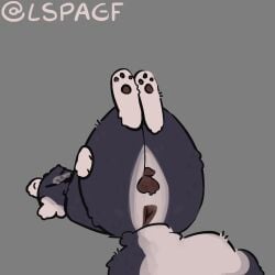 1:1 absurd_res anthro anus balls darkened_anus darkened_balls darkened_genitalia darkened_penis fluffy fluffy_tail genitals grey_background hi_res holding_leg holding_thigh lspagf lying male mammal mephitid multicolored_body on_back pawpads paws penis raised_paw simple_background skunk skunk_(lspagf) solo tail two_tone_body
