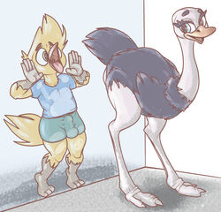 1boy 1boy1girl 1girls acyace anthro anthro_on_feral avian balls_on_glass bird black_body black_feathers blue_eyes bulge claws clothed clothing digitigrade duo erection erection_under_clothing eyelashes feathers female feral hand_on_glass hi_res licking male on_glass open_mouth ostrich penis_on_glass presenting ratite same-species_bestiality thighs_on_glass tongue tongue_on_glass tongue_out yellow_body yellow_feathers zoophilia