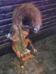 3d_(artwork) absurd_res against_surface against_wall anus black_nose bodily_fluids brick brick_wall canid canine claws digital_media_(artwork) feces feces_in_mouth feces_on_body female feral floor fox fur genital_fluids genitals hi_res kenresek mammal open_mouth orange_body orange_eyes orange_fur pawpads peeing peeing_on_self pink_anus pink_vulva solo tail teeth tile tile_floor tongue upside-down urine vulva wall_(structure) whiskers