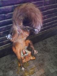 3d_(artwork) absurd_res against_surface against_wall anus black_nose bodily_fluids brick brick_wall canid canine claws digital_media_(artwork) drinking drinking_urine female feral floor fox fur genital_fluids genitals hi_res kenresek mammal open_mouth orange_body orange_eyes orange_fur pawpads peeing peeing_on_self pink_anus pink_vulva solo tail teeth tile tile_floor tongue upside-down urine urine_in_mouth vulva wall_(structure) watersports whiskers yellow_urine