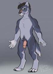 anthro athletic athletic_anthro athletic_male balls canid canine canis claws digitigrade feralfelony genitals gray_(feralfelony) grey_body hi_res humanoid_genitalia humanoid_penis male male_only mammal nude paws penis reference_image solo standing wolf