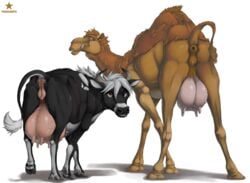 2020 anatomically_correct anatomically_correct_genitalia anatomically_correct_pussy anus ass bovid bovine camel camelid cattle duo female feral genitals hi_res licking licking_lips looking_at_viewer looking_back mammal presenting presenting_anus presenting_hindquarters presenting_pussy presenting_teats presenting_udders pussy raised_tail teats teeth tongue tongue_out truegrave9 udders veiny_udders