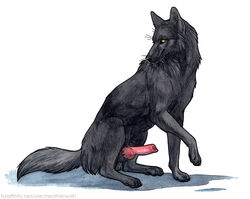 anatomically_correct anatomically_correct_genitalia anatomically_correct_penis animal_genitalia animal_penis balls black_body black_fur black_pawpads canid canine canine_penis canis claws digitigrade erection feral finger_claws fur genitals heatherwolf knot looking_at_viewer male male_only mammal pawpads penis pink_penis presenting presenting_penis quadruped shadow simple_background solo toe_claws whiskers white_background wolf yellow_eyes