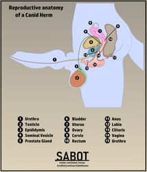 1boy absurd_res anatomy animal_genitalia animal_penis animal_pussy anthro anus balls bladder canid canine canine_penis canine_pussy cuntboy cuntboy_focus cuntboy_only diagram english_text full-package_cuntboy genitals herm hermaphrodite hi_res informative intersex intersex_only male male_focus male_only maleherm mammal multi_genitalia penis pussy reference_image sabotfennec solo solo_focus text urethra url