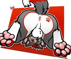anthro anus balls canid canine canis domestic_dog genitals hi_res husky looking_at_viewer looking_back looking_back_at_viewer looking_through looking_through_legs low-angle_view male mammal niccoon nordic_sled_dog pawpads presenting raised_tail solo spitz tail