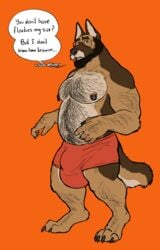 anthro balls beard big_balls bulge canid canine canis domestic_dog douglas_kim facial_hair genitals german_shepherd hairy herding_dog hi_res male male_only mammal muscular nipple_piercing nipples pastoral_dog piercing solo