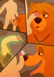 absurd_res bear bestiality bodily_fluids brother_bear brown_body brown_fur comic cum cum_on_face disney duo faceless_male feral fur gay genital_fluids hi_res human imminent_fellatio kenai magic magzol male male/male male_on_feral male_only mammal oral ursid ursine yaoi zoophilia