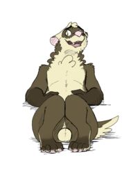 anthro balls domestic_ferret fluffy genitals lying male male_only mammal muffin_(themuffinly) mustela mustelid musteline nervous on_back simple_background smile solo themuffinly