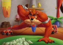 1boy 2019 abs activision anthro bara black_nose blue_eyes blue_underwear brown_hair bulge chin_beard clothes_on_floor clothing crash_(series) crunch_bandicoot curtain detailed detailed_background ear_piercing erect_penis erection exercise feet fur furry furry_only genitals indoors looking_at_viewer male male_only military_pants muscular muscular_male nipple_piercing nipples paws penis piercing piercings plant plant_pred pot push-up red_fur robotic_arm scar shoes solo spelunker_sal surfboard thong torn_shoes trophy two_tone_fur underwear video_games wumpa_fruit