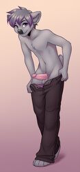 2020 anthro arron_(kotarain) balls black_nose bottomwear clothing erection genitals koala lockworkorange male male_only mammal marsupial navel pants penis purple_eyes simple_background smile undressing vombatiform