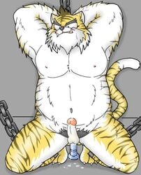 2006 anthro balls blush chained chains dildo erection felid fur genitals kemono male male_only mammal masturbation mind_drive mizuse_higomaru nipples overweight overweight_male pantherine penis pubes sex_toy tiger toying_self white_body white_fur yellow_body yellow_fur