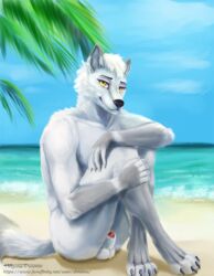 2019 aktis animal_genitalia animal_penis anthro arctic_fox balls beach canid canine canine_penis digital_media_(artwork) dimonis fox fur furry_only genitals hi_res male male_only mammal nude palm_tree paws penis sea seaside smile solo tree water watermark