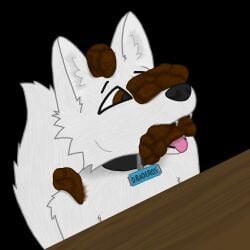 1:1 absurd_res anthro arctic_fox bristol_type_3 brown_eyes canid canine collar collar_tag draderos draderos_(character) eating_feces eyebrows fangs feces feces_in_mouth fox fur furniture hi_res male mammal name_tag open_mouth scat shaded simple_background small_fangs snout solo table teeth text tongue true_fox white_body white_fur