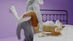 3d_(artwork) ambiguous_penetration animated anthro bed breasts canid canine canis duo faceless_male female female_penetrated fur furniture isal loop lying male male_penetrating male_penetrating_female mammal medium_breasts nude on_back open_mouth paws penetration sex straight table_lotus_position torso_grab wolf